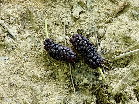 {Morus rubra}